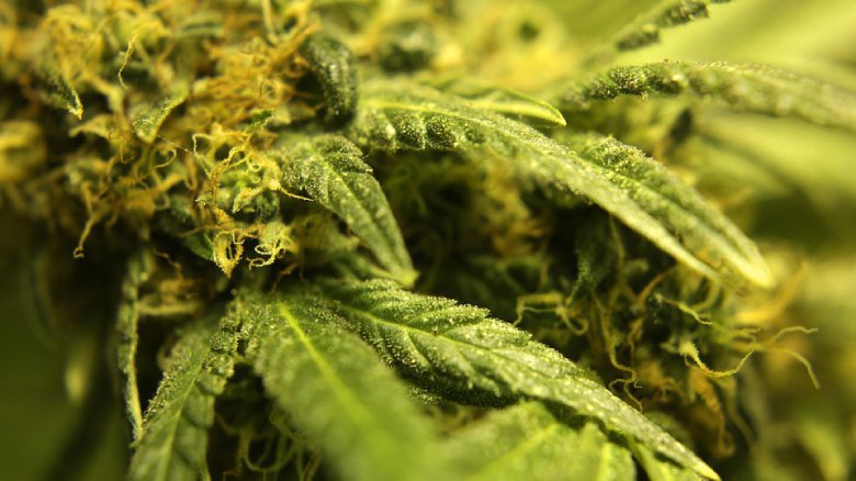 trichomes of ripe legal cannabis