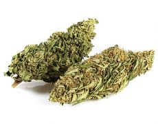 Cannabis-cbd-outdoor-buds-mix