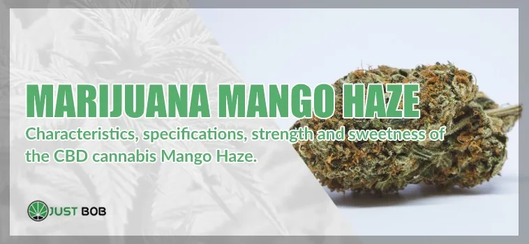 Marijuana light Mango Haze