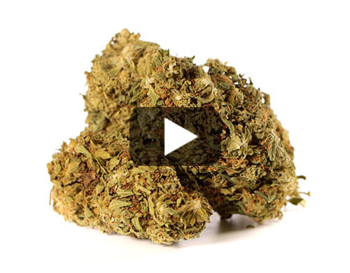 Video preview of Outdoor Mix cbd flower with green and brown hues