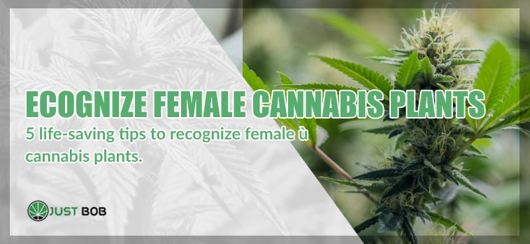 to recognize female cbd cannabis plants