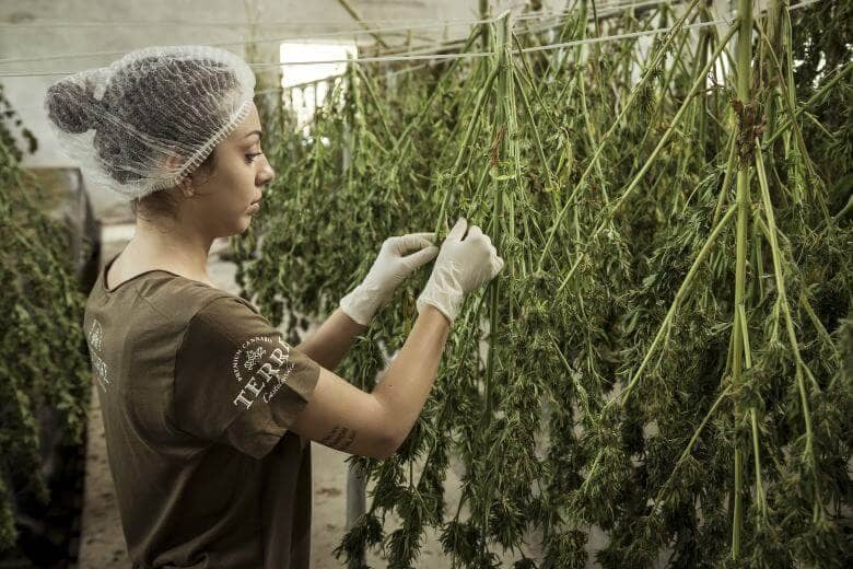 economic impact of cbd cannabis 