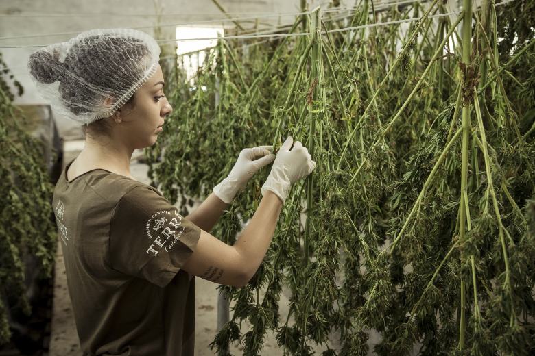 economic impact of cbd cannabis