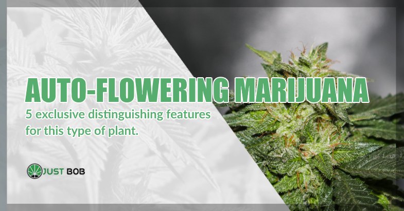 Auto flowering cbd marijuana