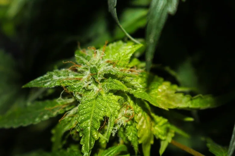 flowering time legal cannabis autoflowering