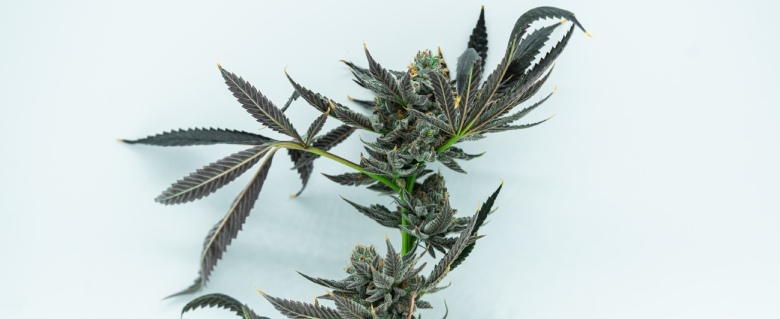 stronger cbd cannabis