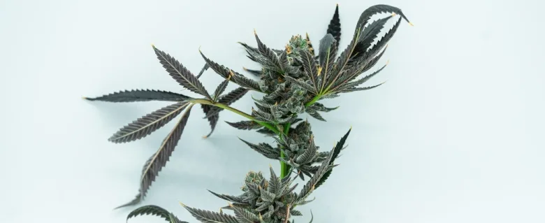 stronger cbd cannabis