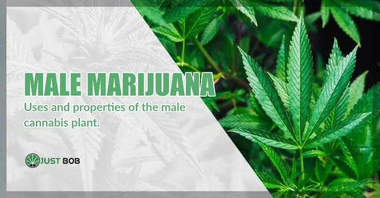 cbd-cannabis-male-plant cbd cannabis male plant