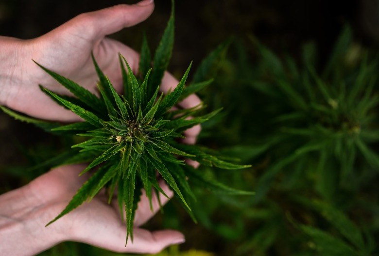 beneficial effects of cbd cannabis
