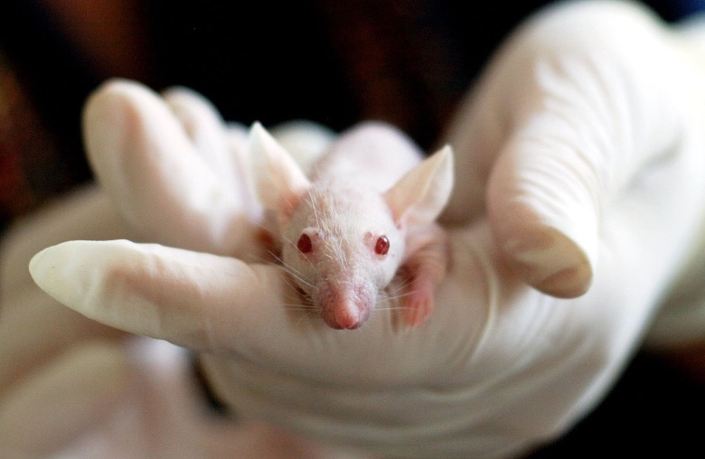 cbd on mice for convulsions search