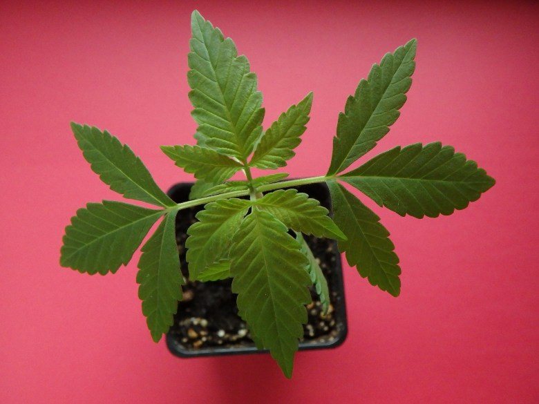 CBD cannabis bonsai