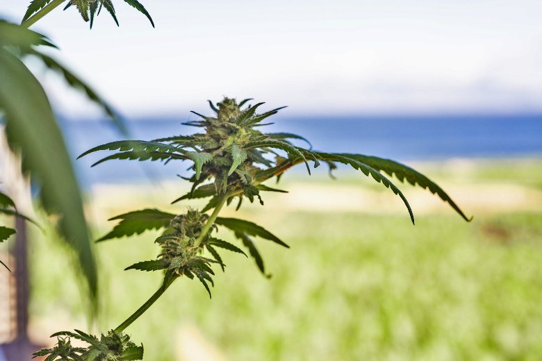 THC free and high CBD cannabis