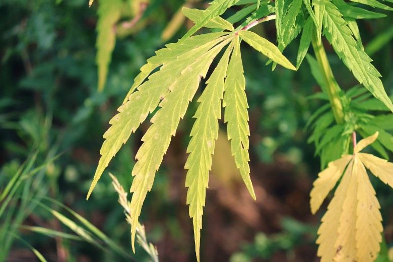 hemp yellow leaf tips and CBD cannabis nutritional deficiencies