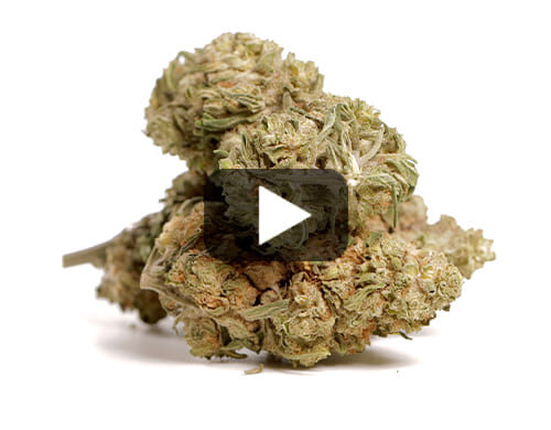 video preview of CBD flower with a high CBG content for legal use