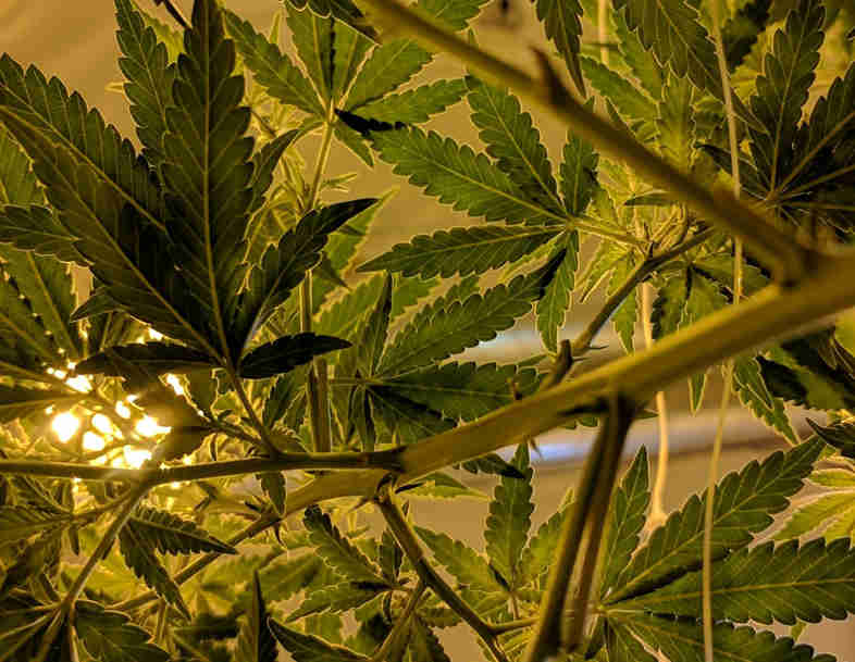CBD cannabis stems