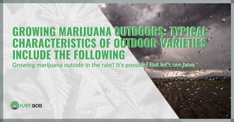 Growing marijuana outdoors: Typical characteristics of outdoor varieties include the following