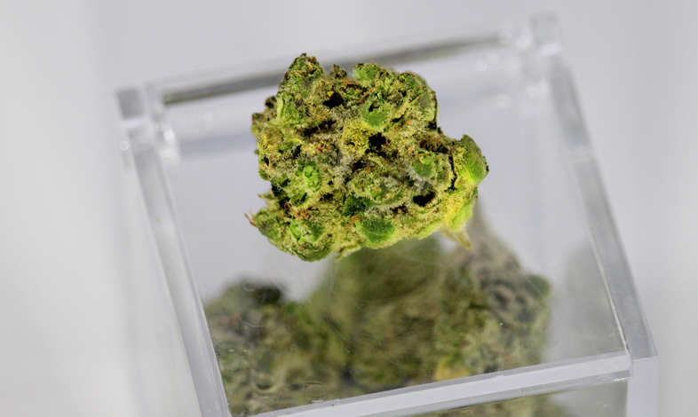 CBD Weed