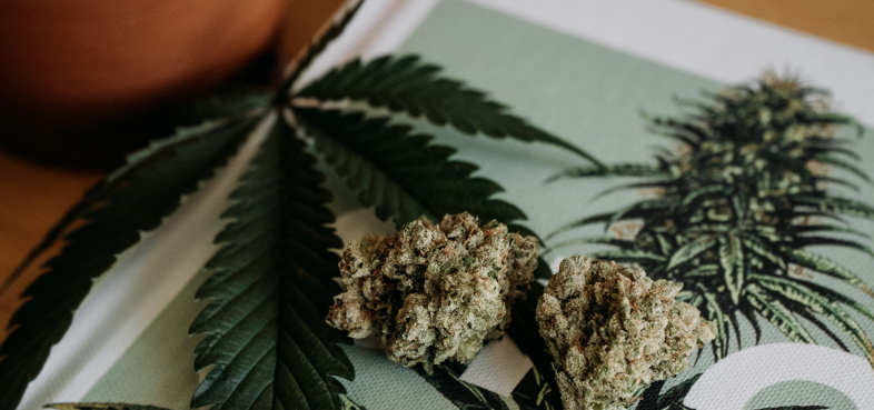CBD cannabis
