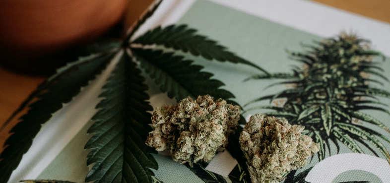 CBD cannabis
