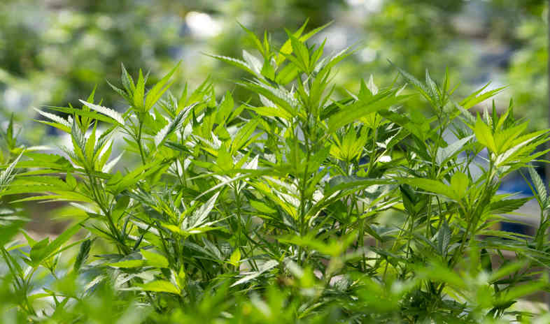 CBD Weed