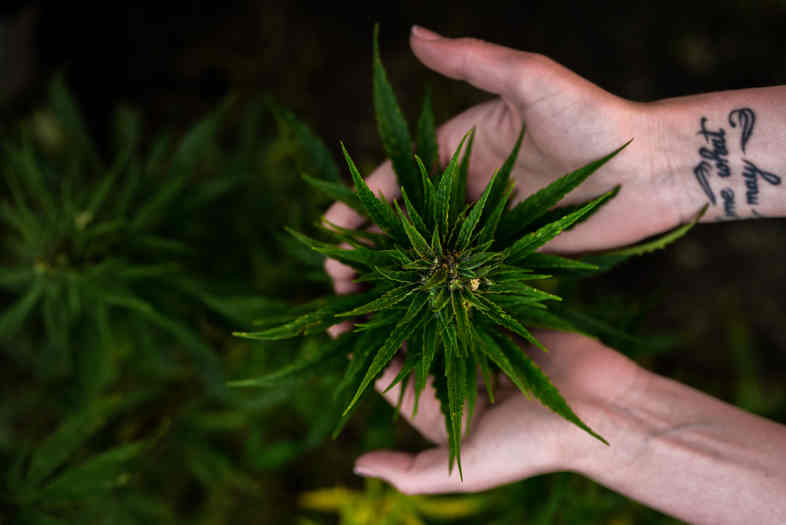 CBD Weed