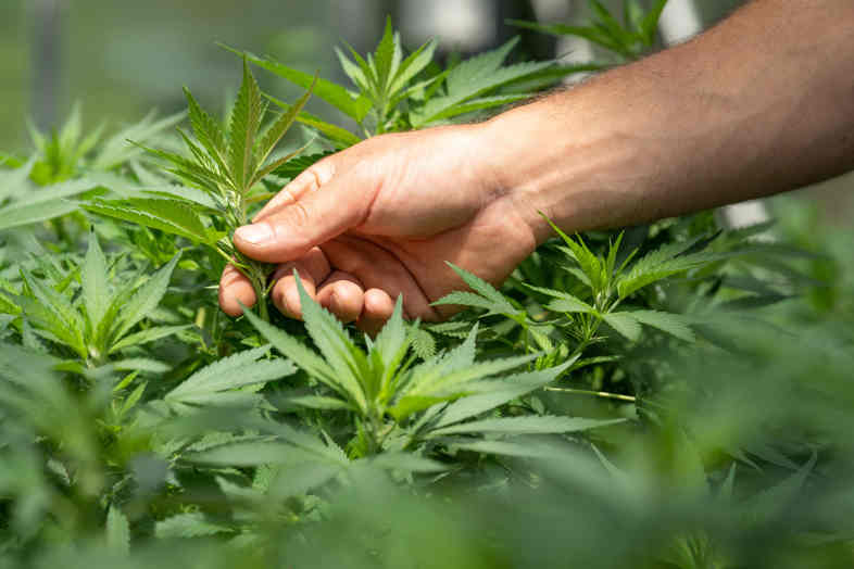 CBD Flowers