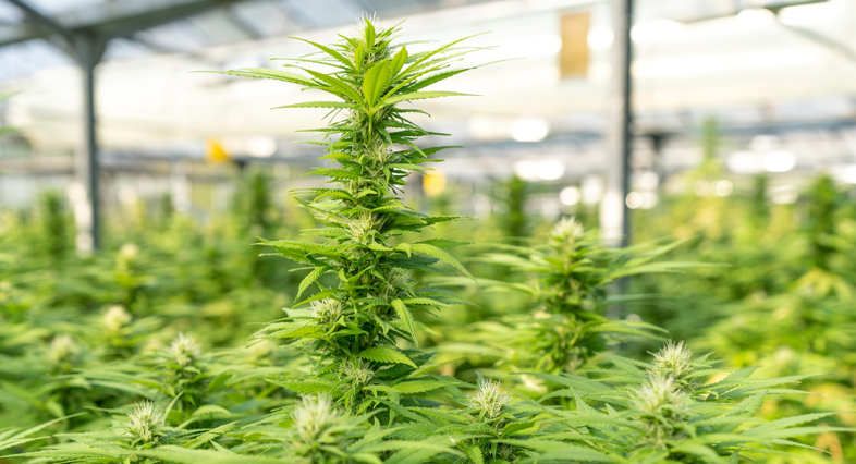CBD cannabis