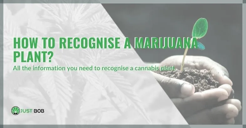how-recognise-marijuana-plant-cop How to recognise a marijuana plant?