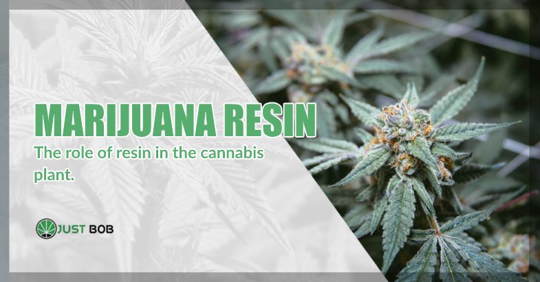 role of marijuana resin in the cannabis plant