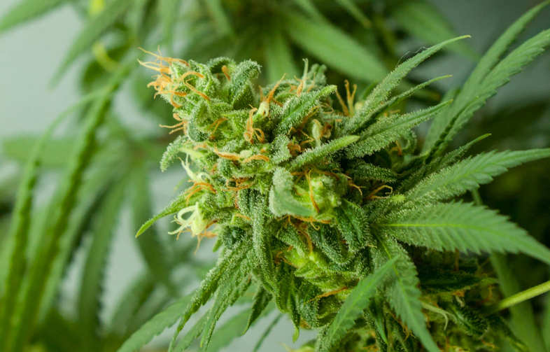 CBD Flower