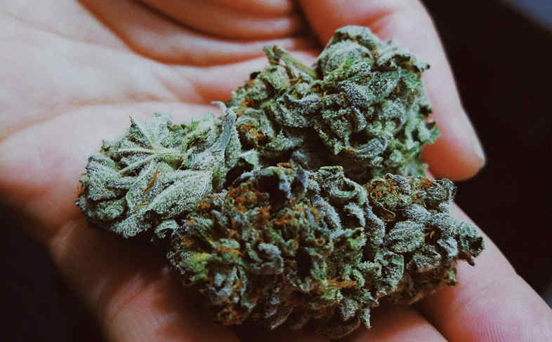 CBD Flower