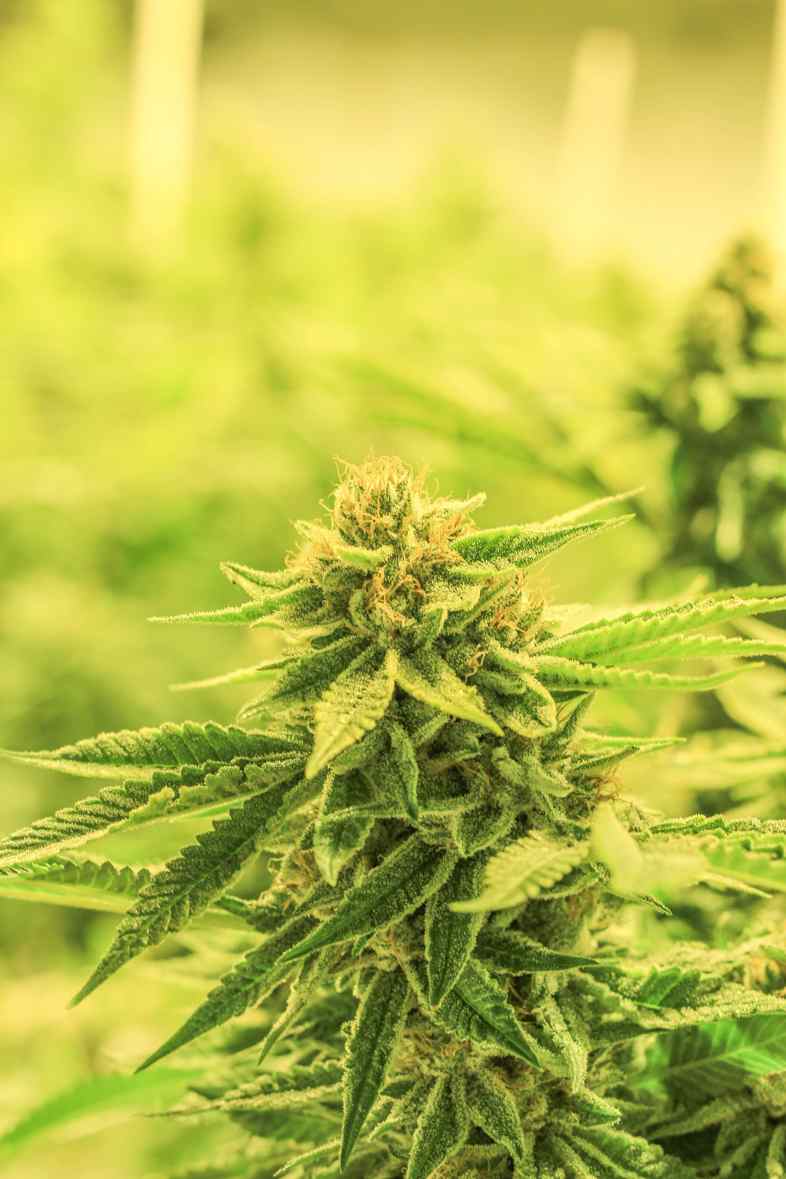 Cannabis sativa is in an impressive category
