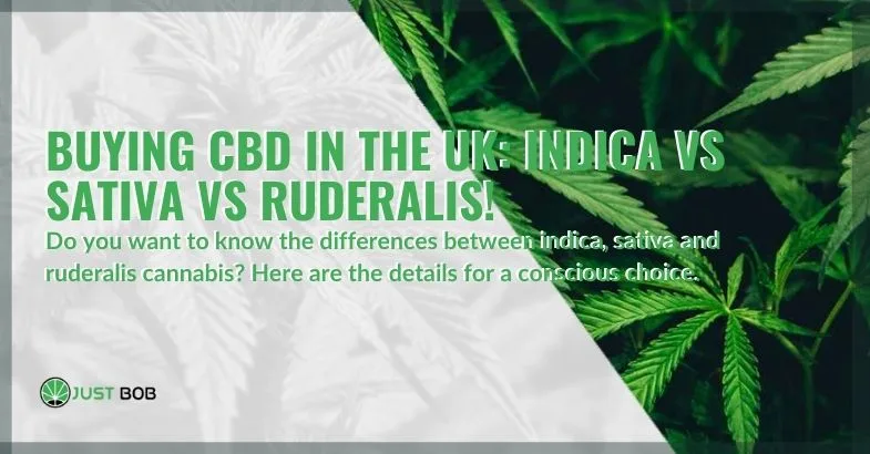 choose-cannabis-CBD-UK-indica-sativa-ruderalis Choosing which CBD cannabis to buy in the UK, between indica, sativa and ruderalis