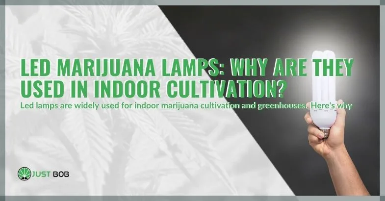 led-marijuana-lamps-why-used-indoor-cultivation-cop LED marijuana lamps: why are they used in indoor cultivation?