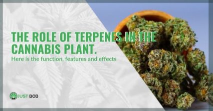 The role that terpenes play in the cannabis plant