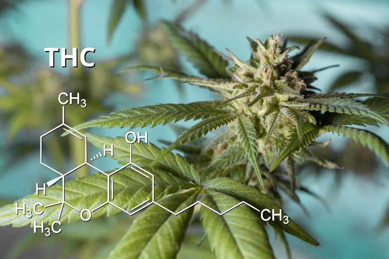 marijuana with high THC content