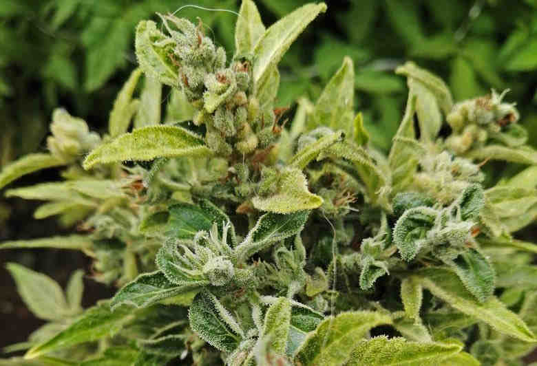 cannabis buds from which hashish is harvested