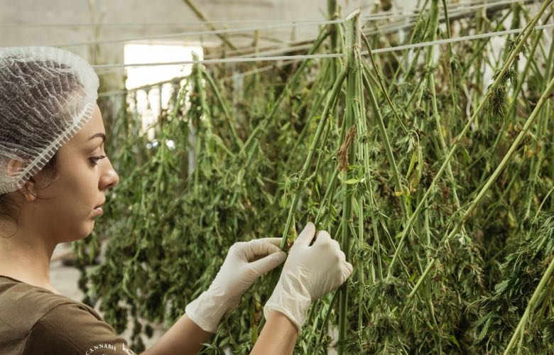 harvesting and tanning of light cannabis zkittles CBG
