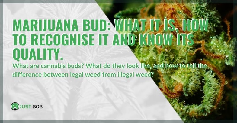 What is the marijuana bud and how to recognize quality