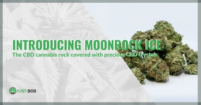 information-about-moonrock-ice-cop Introducing Moonrock Ice, the CBD cannabis rock covered with precious CBD crystals