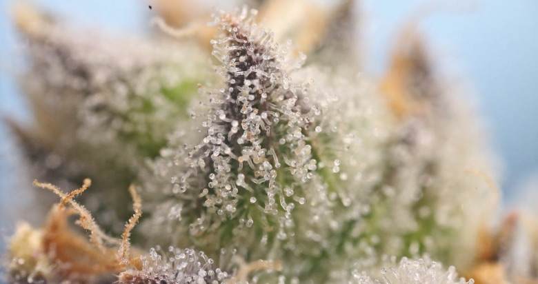 Cannabis trichomes seen with a magnifying glass