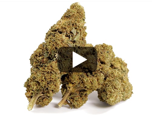 cbd-flower-GG#4-cbd-boost