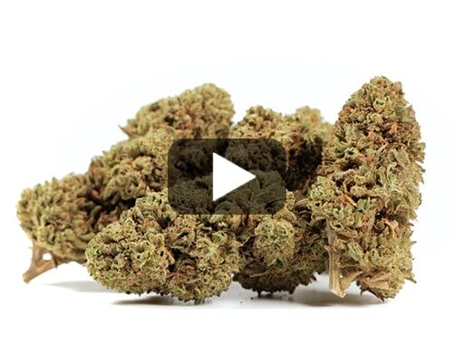 cbd-flower-bubblegum