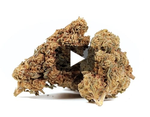 GG#4 CBD BOOST view 2