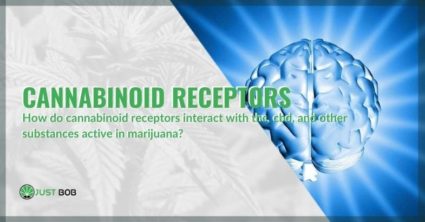 The mechanism of action of cannabinoid receptors