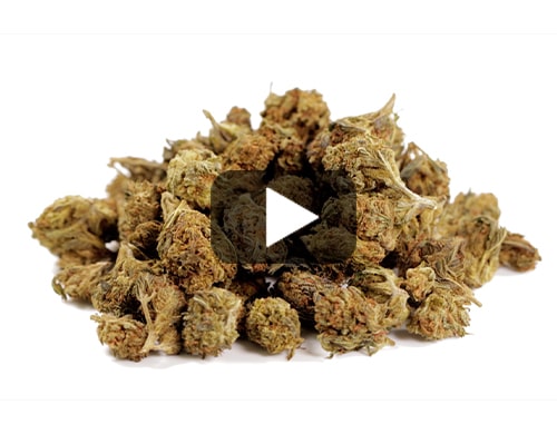 small-buds-of-cbd-flower-GG#4-cbd-boost