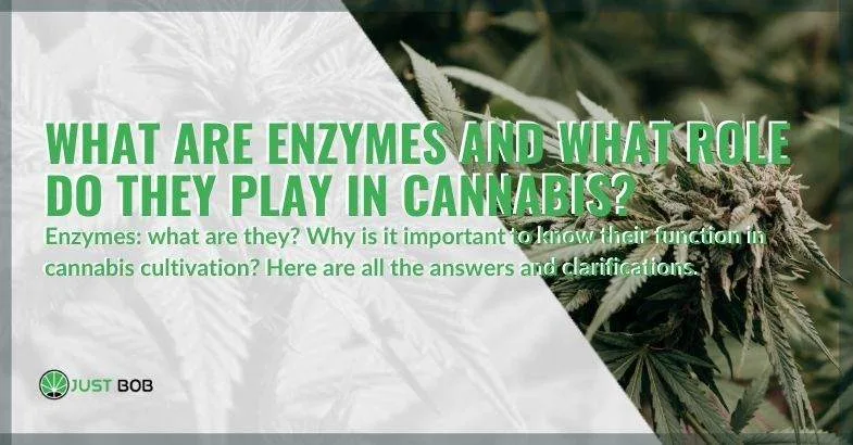enzymes-in-cannabis-what-they-are What are enzymes in marijuana, and what are they used for?