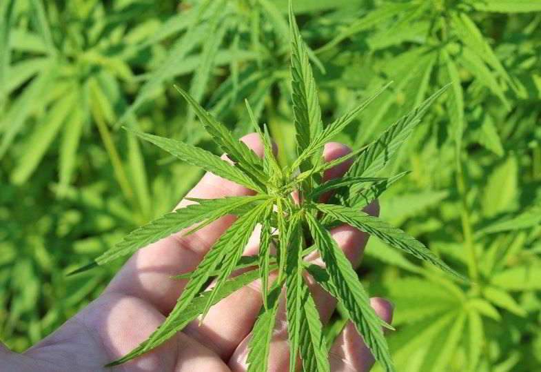 What role do enzymes play in cannabis