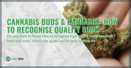 Find out how you can recognize quality cannabis buds.