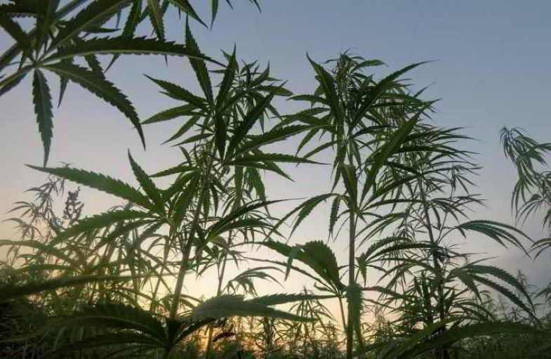 The benefits of hemp for the environment